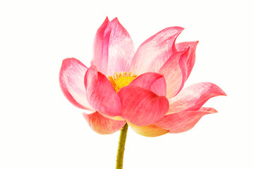 Obraz premium Delicate Pink Lotus Flower Blooming Radiantly Against a Crisp White Background, Symbolizing Serenity and Beauty in Nature's Design