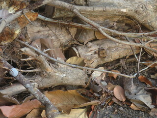 Autumn Leaves And Twigs Creating a Natural Woodland Floor