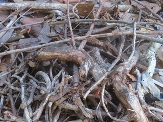 Autumn Leaves And Twigs Creating a Natural Woodland Floor