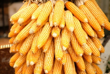 Close-up of dried corn cobs tied together with husks peeling, showcasing natural texture and rustic appeal, ideal for agricultural or harvest themes