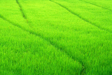 Lush Green Rice Field with Vibrant Texture Capturing the Essence of Agriculture and Natural Beauty in a Peaceful Rural Landscape