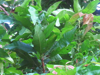 Close-Up of Lush Green Foliage in Bright Sunlight