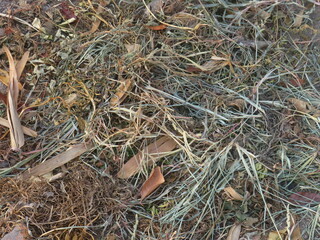 Autumn Leaves And Twigs Creating a Natural Woodland Floor