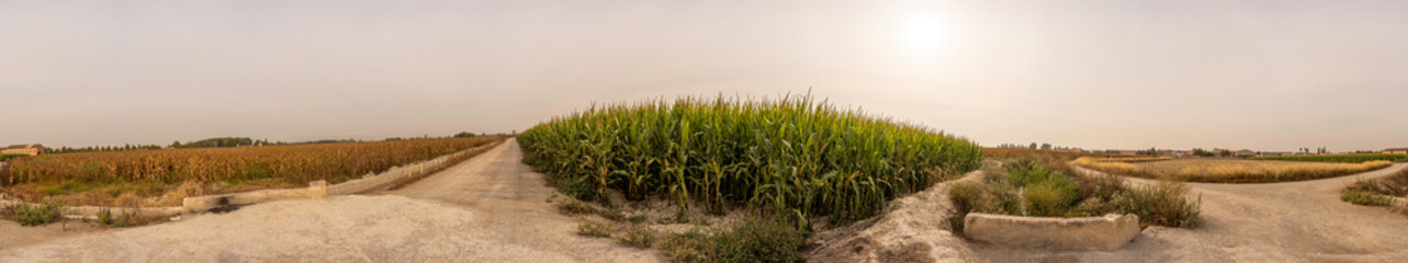 A Beautiful and Scenic Agricultural Landscape Featuring Two Pathways in a Peaceful Rural Setting