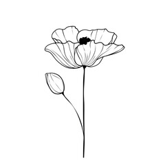 Poppy PNG Birthmonth flowers