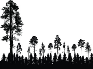 black coniferous high trees forest isolated on white © Alexander Potapov