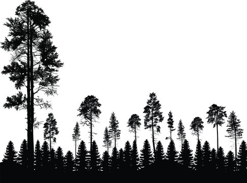black coniferous high trees forest isolated on white