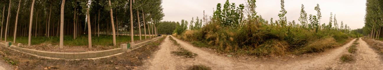 Explore the Serene Forest Pathway A Stunning Panoramic View of Dual Nature Trails