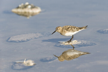 Obraz premium Baird's Sandpiper (Calidris bairdii), Scolopacidae Family, Laguna de Chaxa, Atacama desert, Antofagasta region, Chile