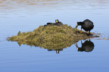 Nesting Giant Coots (Fulica gigantea), Lauca National Park, Arica and Parinacote Region, Chile