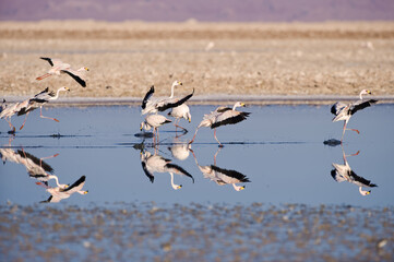 Puna or James’s Flamingos (Phoenicoparrus jamesi) in flight, Phoenicopteridae family, Laguna de Chaxa, Atacama desert, Chile