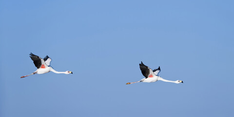 Puna or James’s Flamingo (Phoenicoparrus jamesi) in flight, Phoenicopteridae family, Laguna de Chaxa, Atacama desert, Chile