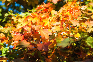 maple leaves in autumn on tree close up