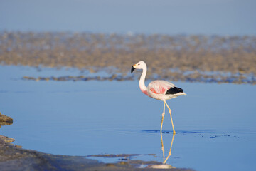 Andean Flamingo (Phoenicoparrus andinus), Phoenicopteridae family, Laguna de Chaxa, Atacama desert, Chile