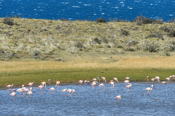 Naklejka premium Chilean flamingos (Phoenicopterus chilensis), Torres del Paine National Park, Chilean Patagonia, Chile