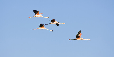 Andean Flamingos in flight (Phoenicoparrus andinus), Phoenicopteridae family, Laguna de Chaxa, Atacama desert, Chile