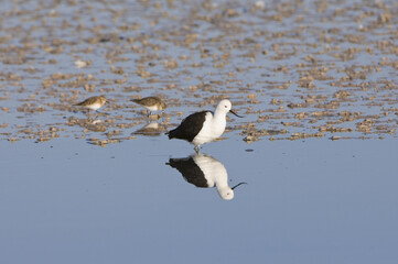 Andean Avocet (Recurvirostra andina), Laguna de Chaxa, Atacama desert, Antofagasta region, Chile