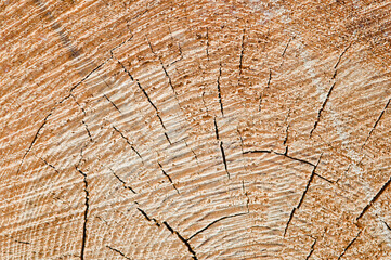 Fototapeta premium The photo shows a wooden round log close-up