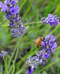 bee sucking nectar from the flower of the fragrant lavender plant for the subsequent production of honey