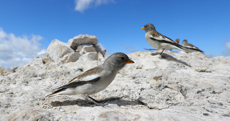 bird called finch or montifringilla nivalis on the rock in mountains  unfortunately once used in coal mines to detect presence of carbon monoxide