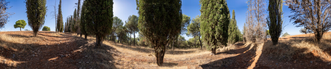 Fototapeta premium A Beautiful and Serene Landscape Featuring Cypress Trees in a Bright, Sunny Meadow Space