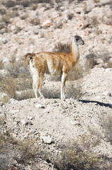 Guanaco (Lama guanicoe), Camelidae family, Lauca National Park, Arica and Parinacota Region, Chile