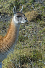 Head of a Guanaco (Lama guanicoe), Torres del Paine National Park, Chilean Patagonia, Chile