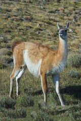 Guanaco (Lama guanicoe), Torres del Paine National Park, Chilean Patagonia, Chile
