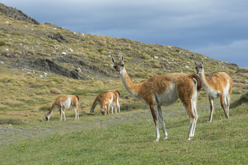 Guanacos (Lama guanicoe), Torres del Paine National Park, Chilean Patagonia, Chile