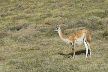 Guanaco (Lama guanicoe), Torres del Paine National Park, Chilean Patagonia, Chile