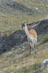 Guanaco (Lama guanicoe), Torres del Paine National Park, Chilean Patagonia, Chile