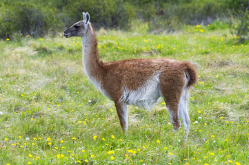 Guanaco (Lama guanicoe), Patagonia National Park, Chacabuco Valley, Aysen Region, Patagonia, Chile