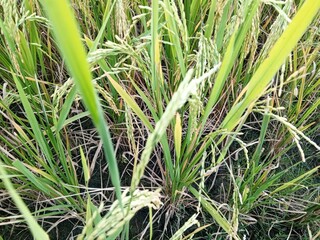 rice field with grass in the countryside