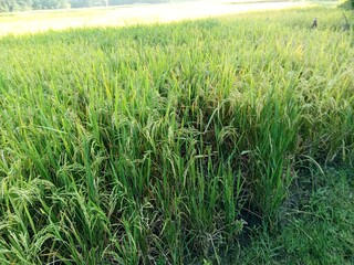 rice field with grass in the countryside