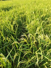 rice field with grass in the countryside