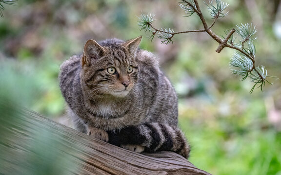 Scottish wildcat