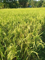 rice field with grass in the countryside