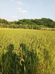 rice field with grass in the countryside