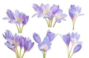 light violet crocus six flowers groups on white