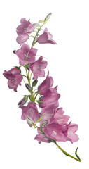 pink bellflower blooms curl on white