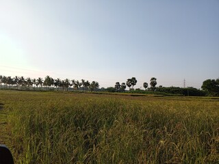 rice field with grass in the countryside