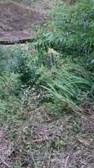 Obraz premium 308)northern giant hornet's nest beside the field(Photo taken at 14:20 on august 14, 2015) vespa mandarinia japonica