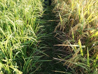 rice field with grass in the countryside
