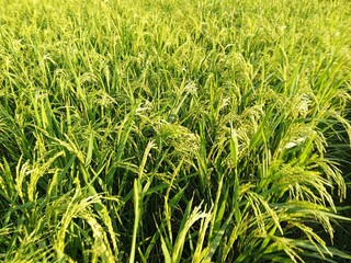 rice field with grass in the countryside