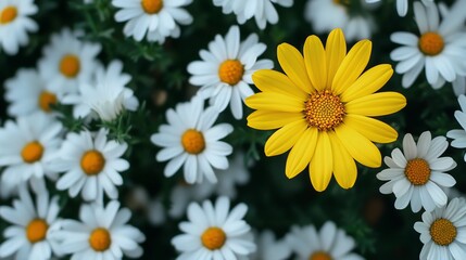 Fototapeta premium A bright yellow daisy stands out in a field of white daisies.