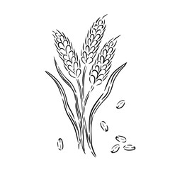 Sketch of wheat stalks with grains illustrated in a minimalist style on white background