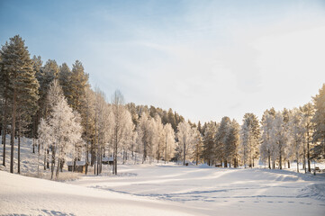 Winter Christmas Landscape with snowy Trees
