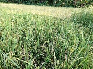 rice field with grass in the countryside
