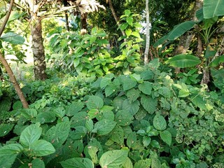 green leaves of a plant in the garden