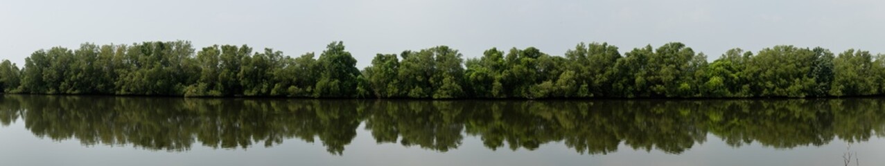 Trees and aquatic animals in the mangrove forest on natural background.